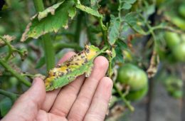 leaf spot on tomato, damaged by disease