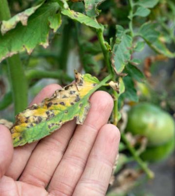 leaf spot on tomato, damaged by disease