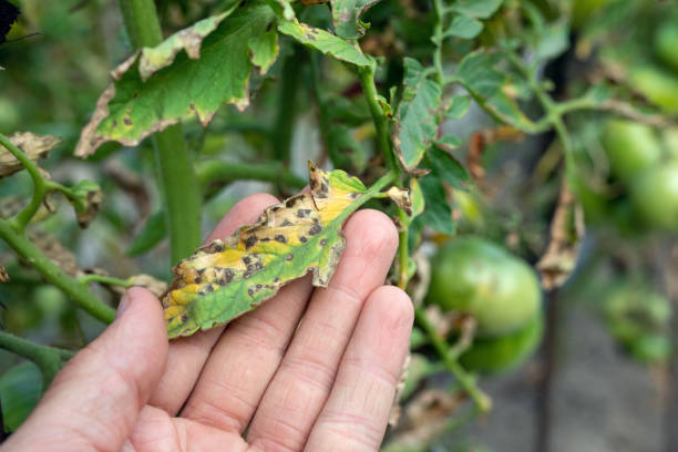 leaf spot on tomato, damaged by disease
