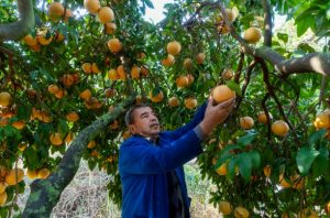 Farmer picking oranges from an orange tree