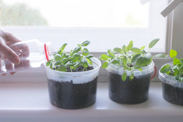 Russian Sage propagation on a window still and woman watering it