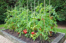 Tomato plants with ripe red tomatoes growing outdoors