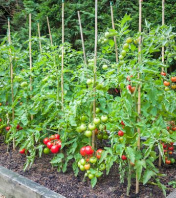 Tomato plants with ripe red tomatoes growing outdoors