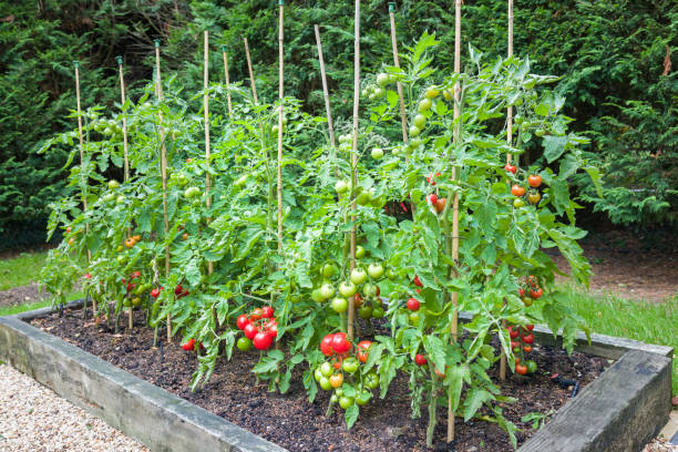 Tomato plants with ripe red tomatoes growing outdoors