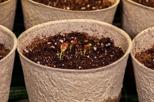 Seed Stratification on a cardboard pot