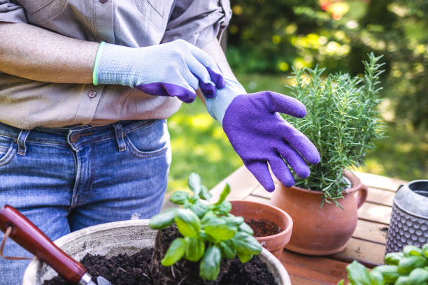 Woman puts on gardening gloves. Ready for planting herbs in garden