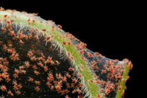 SpiderMite infestation on vegetable.