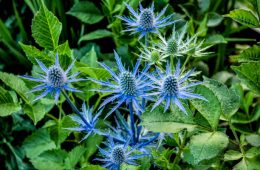 Close-up of Sea Holly spiky plant