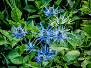 Close-up of Sea Holly spiky plant