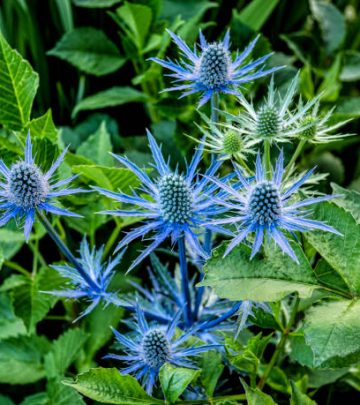 Close-up of Sea Holly spiky plant