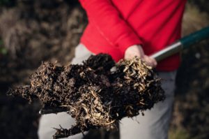 Woman preparing well composed manure for her garden.