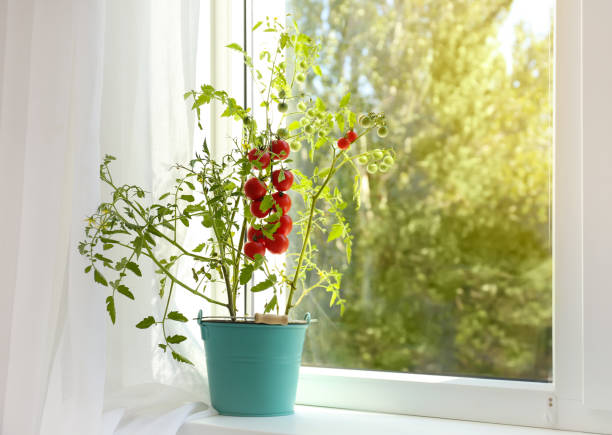 Tomato plant in bucket on window sill indoors.