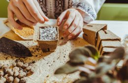 Gardener preparing seeds for seed stratification