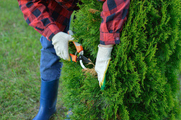 A close-up of the hands of a gardener, pruning and propagating a thuja tree