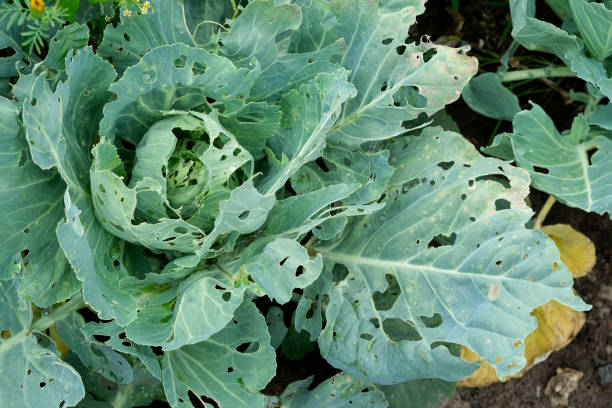 Cabbage leaves with holey left by aphids
