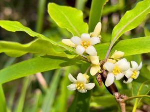 Pittosporum Shrub