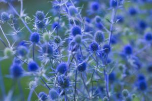 Sea Holly in bloom