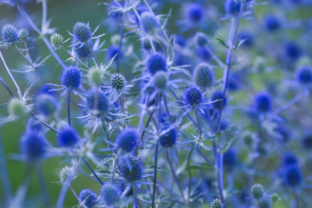 Sea Holly in bloom 