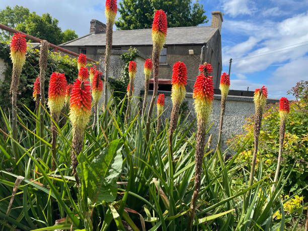 Torch Lily in full bloom in a garden