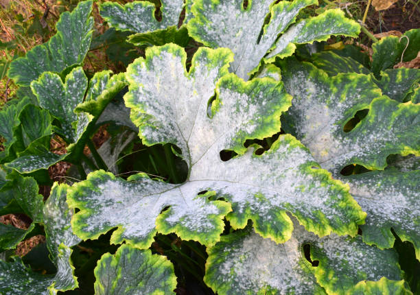 Powdery mildew fungal disease affecting plant