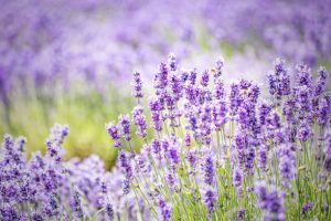 Cotswolds lavender fields