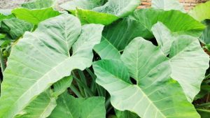 Giant Elephant Ear (Colocasia gigantea)green leaf IN GARDEN