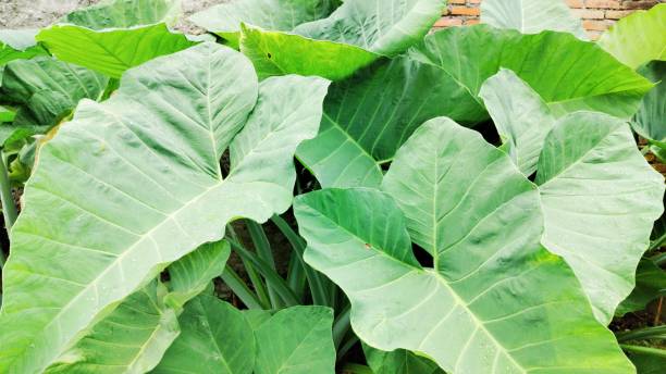 Giant Elephant Ear (Colocasia gigantea)green leaf IN GARDEN 