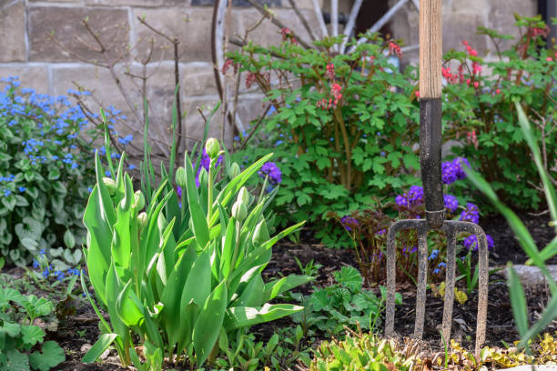 Garden fork in the soil of a garden with flowers