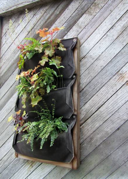 Wall hanging planter with various ornamental plants hanging on wall