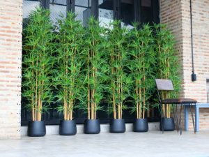 Bamboo tree in black pot