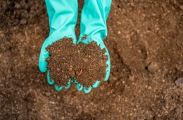 Woman with worm casting preparing to compost .