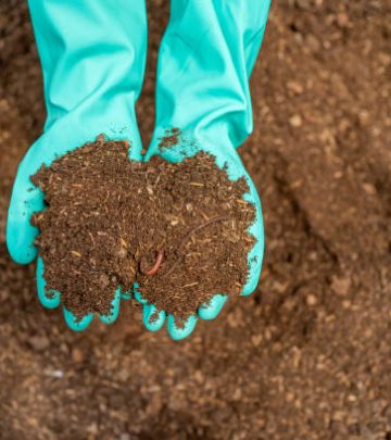 Woman with worm casting preparing to compost .