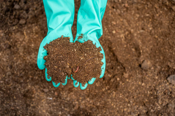 Woman with worm casting preparing to compost .