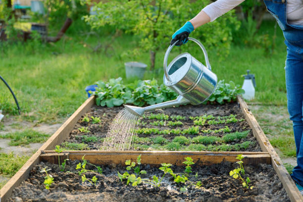Gardener woman with watering can watering vegetable garden