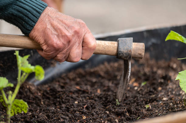 Old man hands holding hoe while working in the vegetables garden. 