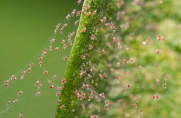 Closeup red spider mite on silk webbing colony