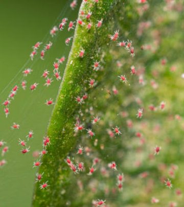 Closeup red spider mite on silk webbing colony