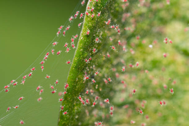 Closeup red spider mite on silk webbing colony