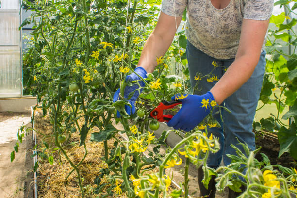 A female gardener cuts green twigs of tomato tops