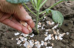Crushed eggs shellsaround plant as organic fertilizer at home garden