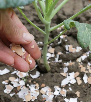 Crushed eggs shellsaround plant as organic fertilizer at home garden