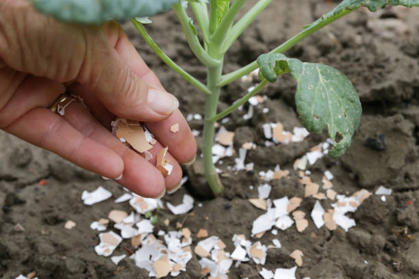 Crushed eggs shellsaround plant as organic fertilizer at home garden