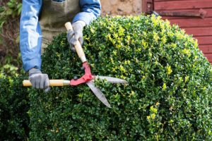 Woman with trimming boxwood shrub