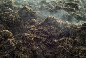 Pile of manure with fumes by the heat.