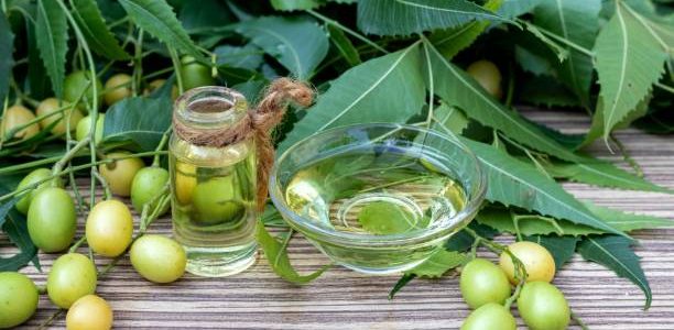 Neem Oil in a Glass Bowl and Bottle with Neem Leaves and its fruit.