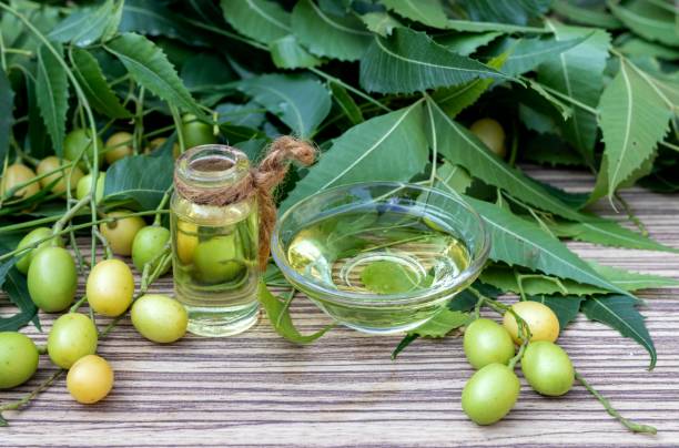 Neem Oil in a Glass Bowl and Bottle with Neem Leaves and its fruit.