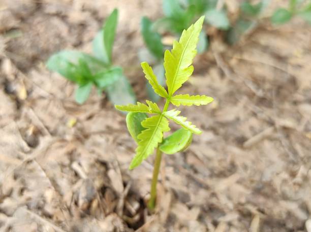 A Neem Tree Plant Young Leaves Growing in garden 