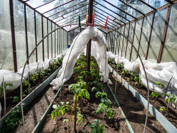 Greenhouse with small tomato plant seedlings growing to protect crops from cold