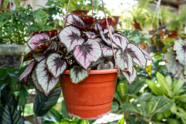 Painted-leaf begonia begonia rex plant