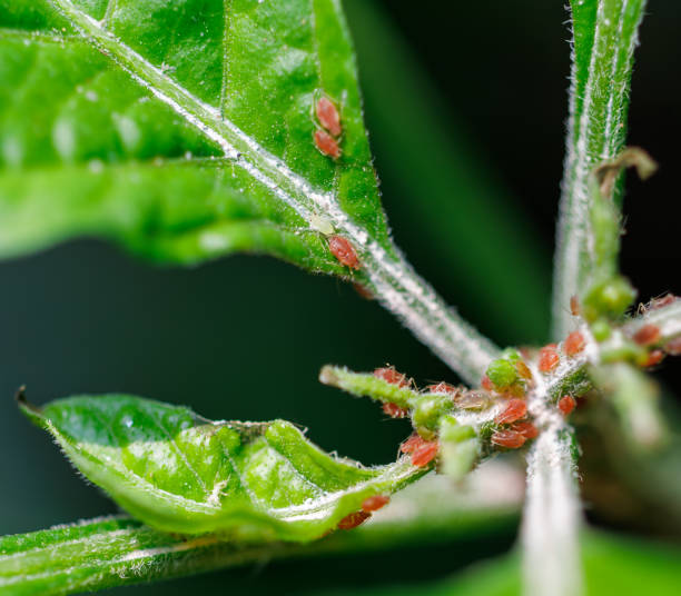 Spider mites on leaves of a plant.
